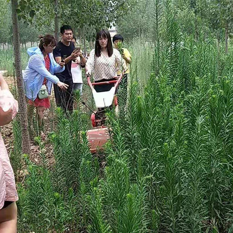 轻便好用自走式果园除草机甩刀式碎草还田机10马力柴油割草机