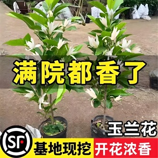 白兰花盆栽香水玉兰花树苗带花苞浓香黄角兰阳台庭院四季花卉植物