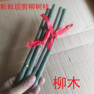 新鲜现剪柳树枝 柳条 柳木婴儿夜晚哭泣孕妇随身携带