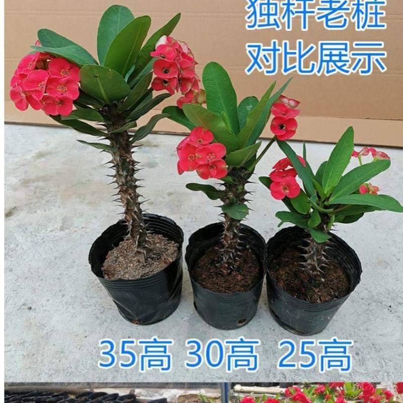 大叶虎刺梅盆栽铁海棠大花红色老桩多季开花室内阳台庭院观赏花卉
