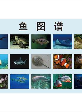 鱼类高清图谱手绘科普 钓鱼百科图集复古办公室厨房饭馆装饰挂画