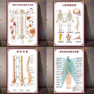 人体骨骼图脊椎全息人体肌肉示意图骨科常见疾病十二经络海报贴画
