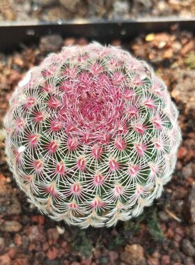 漳州嘟嘟仙人球【红太阳】嫁接自根实生批 发红色粉色量大大棚货