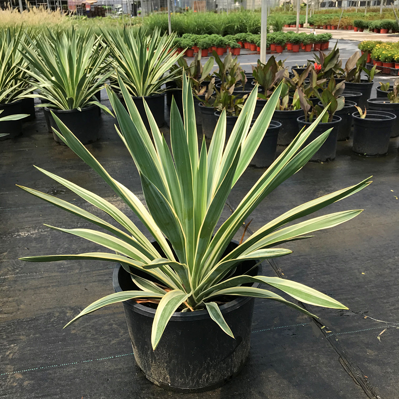 花镜植物金边凤尾兰盆栽龙舌兰庭院花园地被宿根花卉金叶斯兰包邮