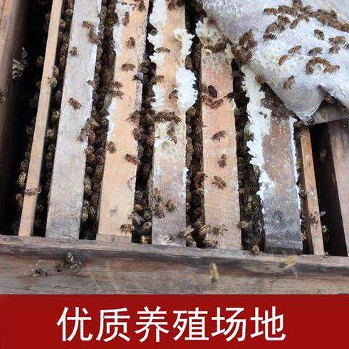 湖南仓王种王中蜂蜂群带王带箱笼蜂出售中华蜜蜂活群土蜂开产蜂王