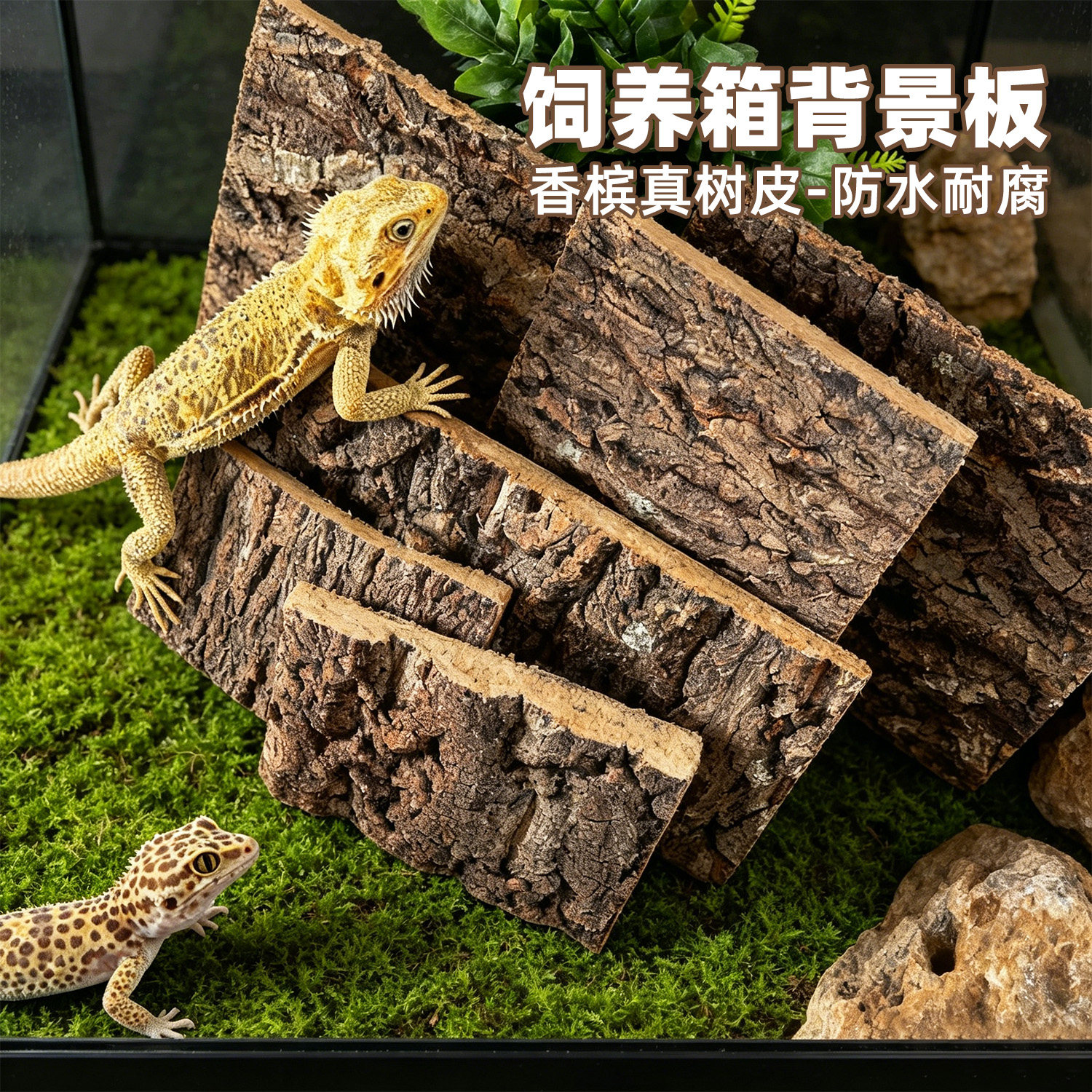 爬宠饲养箱背景板香槟树皮造景装饰绿植物墙睫角守宫鬃狮蜥蜴垫材