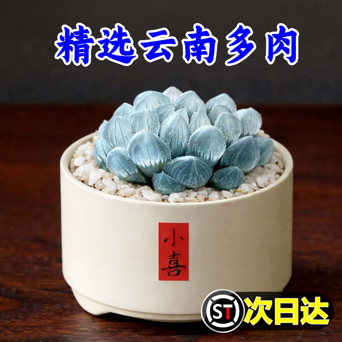 蓝镜玉露多肉植物冰灯霓虹灯稀有绿植室内桌面小盆栽儿童组合好养