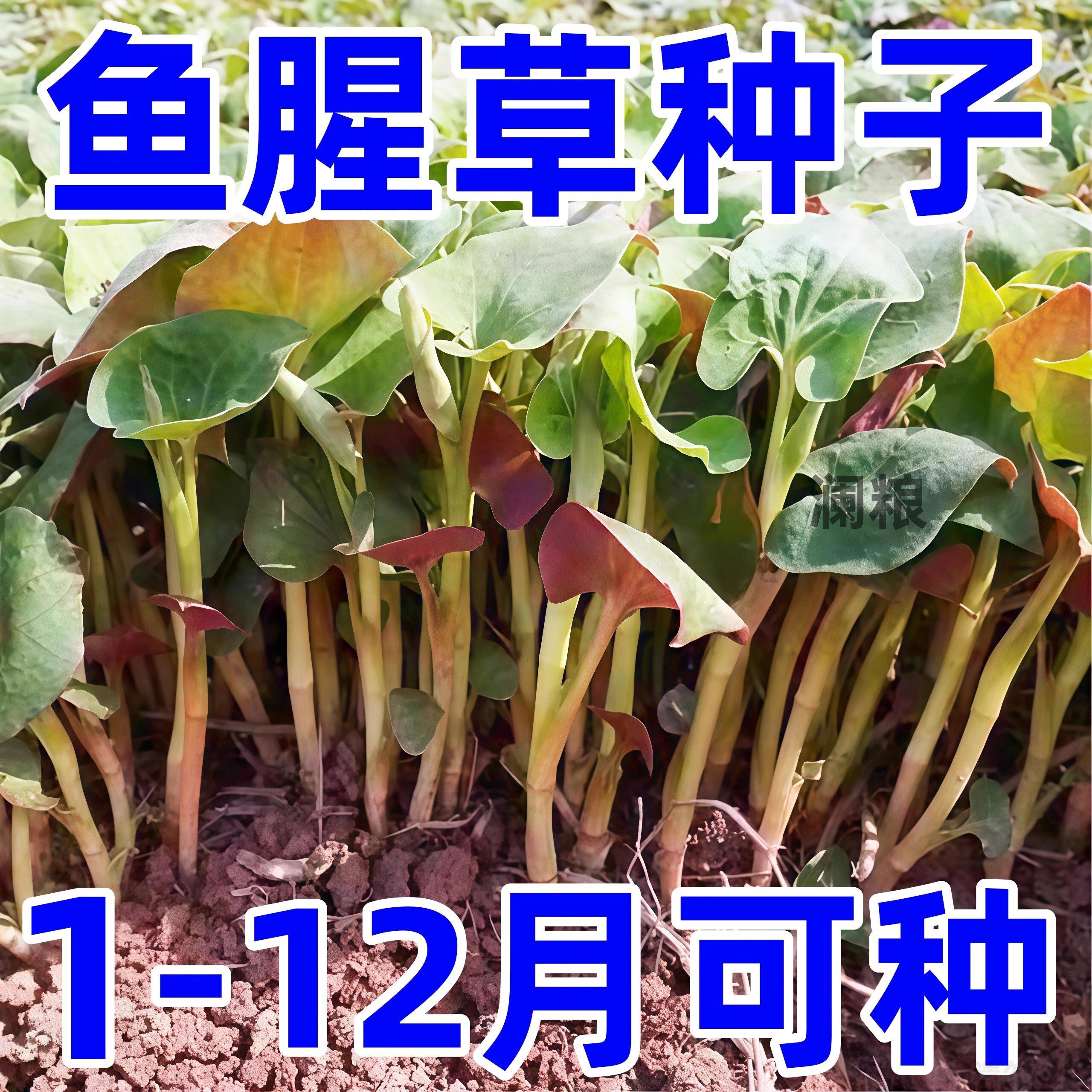 【撒土就活】野生鱼腥草种子种苗四川新鲜折耳根家庭园艺四季盆栽