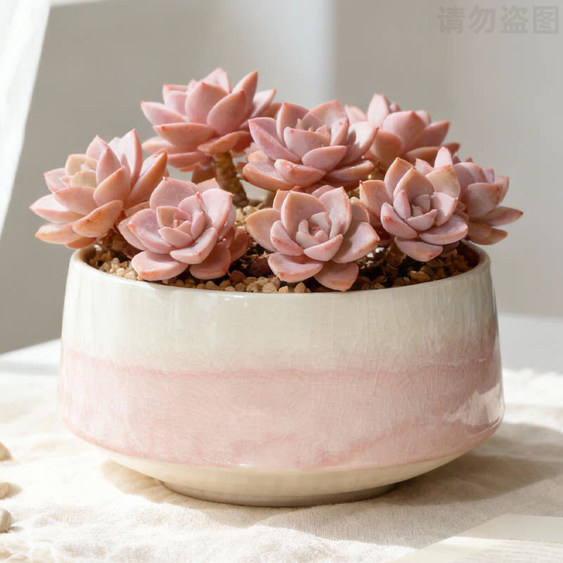 大口径多肉花盆陶瓷个性创意透气冰裂纹组合拼盘家用简约群生特价