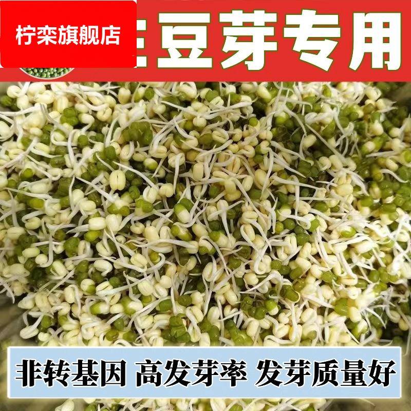 新绿豆发绿豆芽专用绿豆芽豆绿豆芽发豆芽芽豆苗农家绿豆1斤包邮