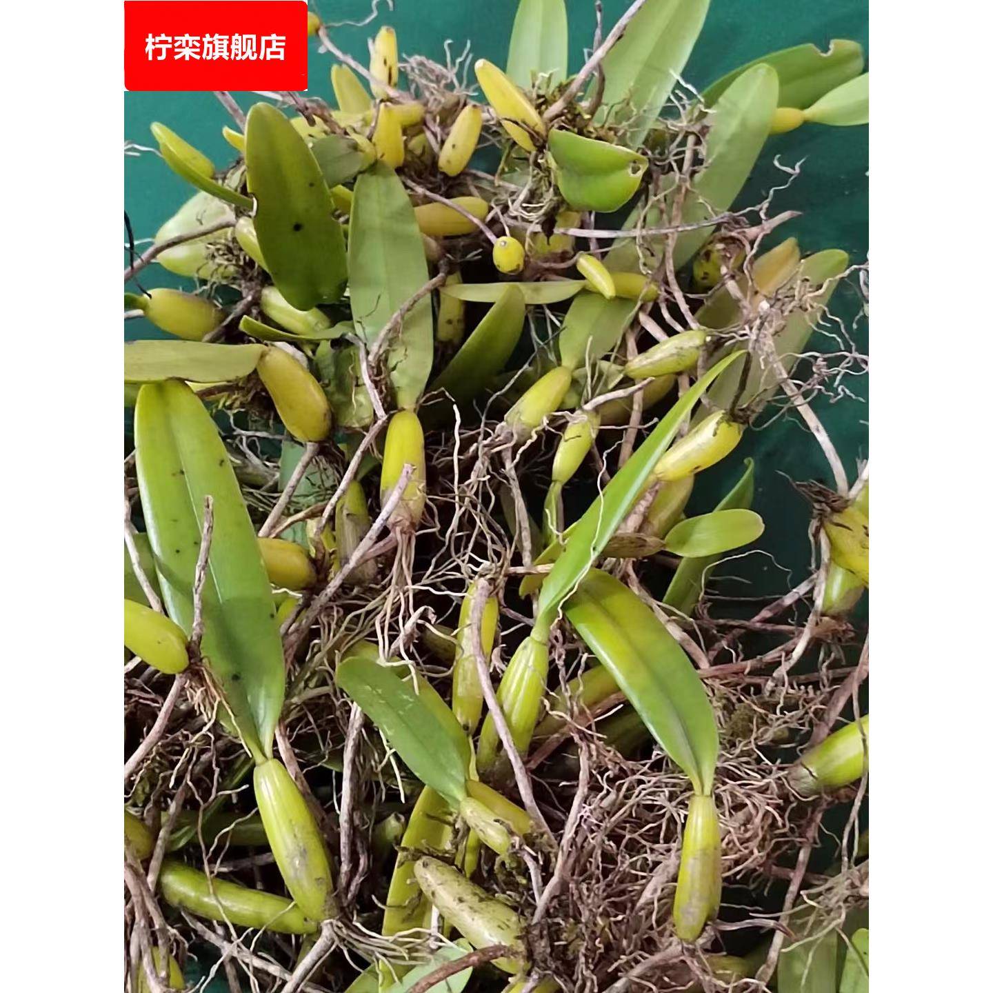 新鲜石橄榄单叶中小果500g石仙桃果上叶煲炖汤材料叶岩珠石米包邮