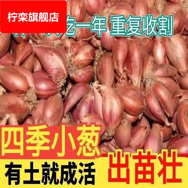 香葱头 红葱头 火葱头种正宗四季香新鲜小香葱头农家自种