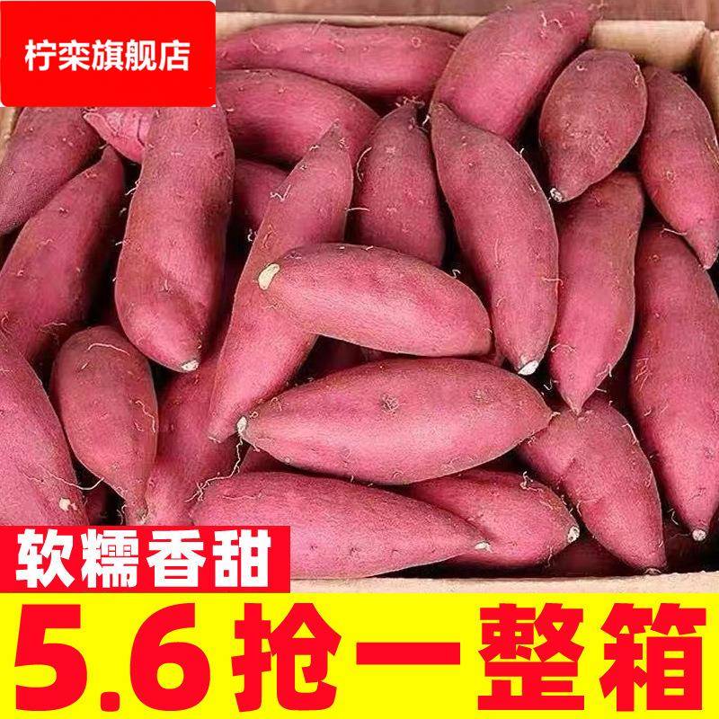 沙地蜜薯新鲜红薯10斤农家香甜薯板栗黄烤地瓜糖心烟薯25号小番薯