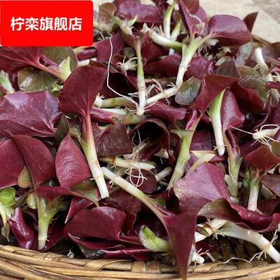 四川折耳根鱼腥草新鲜叶子嫩叶凉拌农家特产产地直销侧耳根节耳根