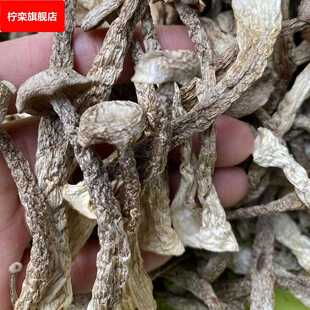 新货鹿茸菇 酒店餐饮火锅供应 脆嫩鹿茸菇煲汤食材干货