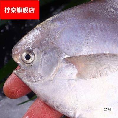 不含箱重东海特大银鲳鱼新鲜鲳鱼大昌鱼平鱼鲳鳊鱼白鲳鱼一件