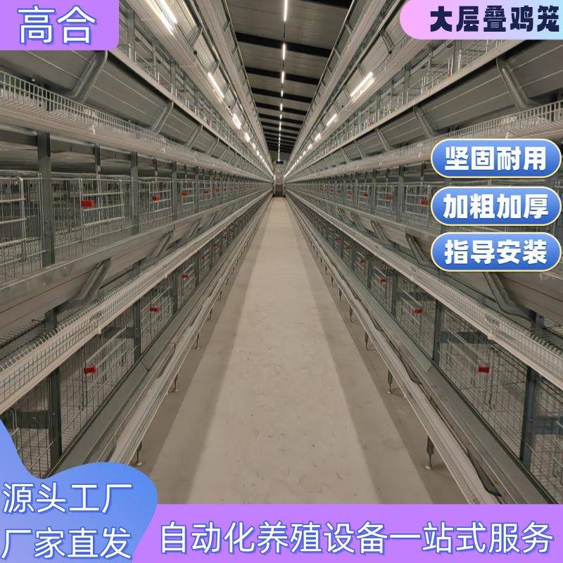大层叠自动化笼具热镀锌蛋鸡笼加密加粗全自动收集清理鸡粪养殖用
