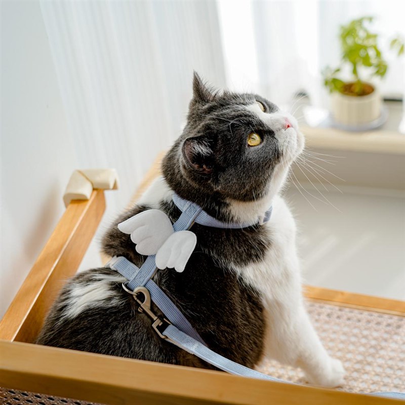 翅膀猫咪外出牵引绳工字型宠物防挣脱狗狗牵引绳小型犬可爱遛猫绳