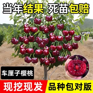 车厘子树苗樱桃树苗南北方种植正宗盆栽地栽耐寒矮化樱桃树果苗