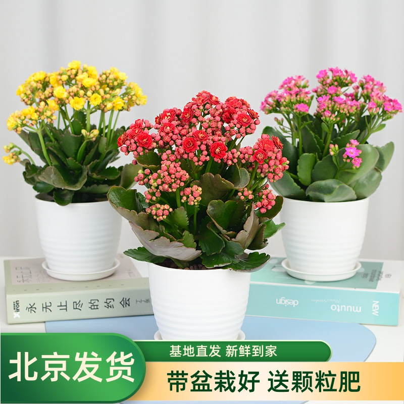 长寿花盆栽大重瓣巴黎系列