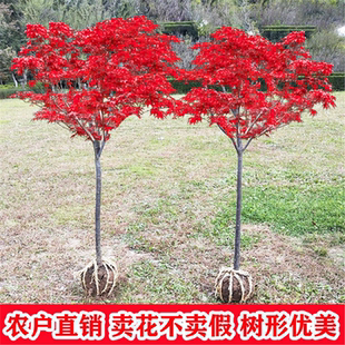 红枫树苗四季中国红庭院美国日本红舞姬盆景园林绿化植物苗木抗寒