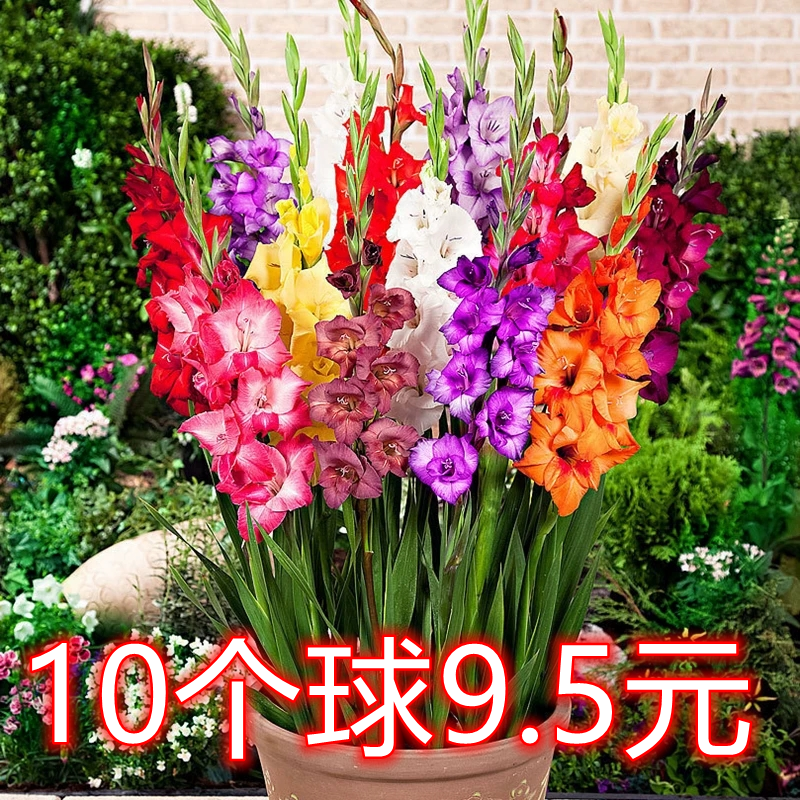 剑兰种球进口唐菖蒲子简单