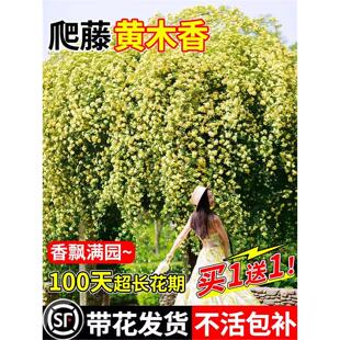 黄木香花苗爬藤植物花卉重瓣红木香树苗蔷薇四季开花庭院大苗盆栽