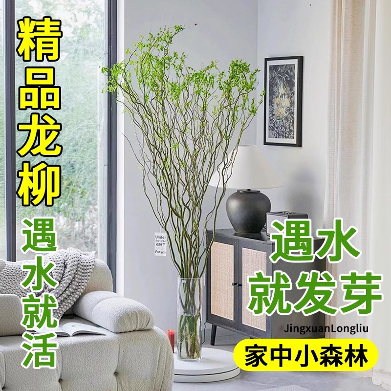 水培植物龙柳鲜切枝富贵竹