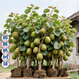 红心软枣猕猴桃树果苗弥猕猴桃苗嫁接南北方种植猕猴桃苗当年结果