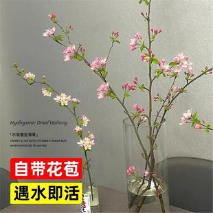 水培垂丝海棠花鲜切枝西府海棠室内花卉大全基地直发好养植物盆栽