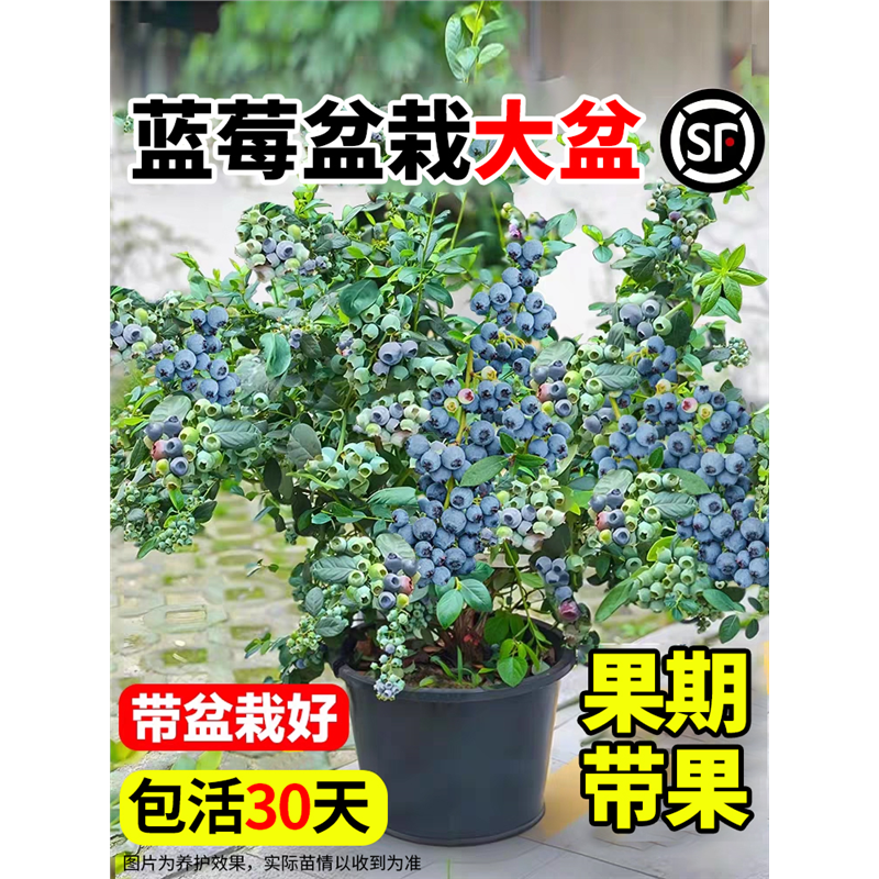 蓝莓树果苗盆栽带花苞香地