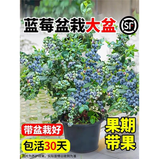 蓝莓树果苗盆栽带果带花苞花香苗地栽南方北方种植L25特大号果树