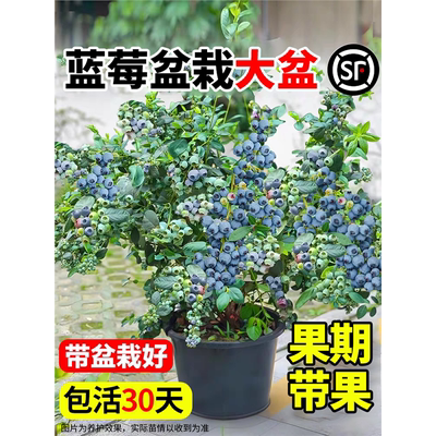 蓝莓树果苗盆栽带花苞香地