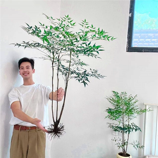 南天竹水培盆栽绿植火焰红室内带根树苗客厅办公室盆景水养花卉