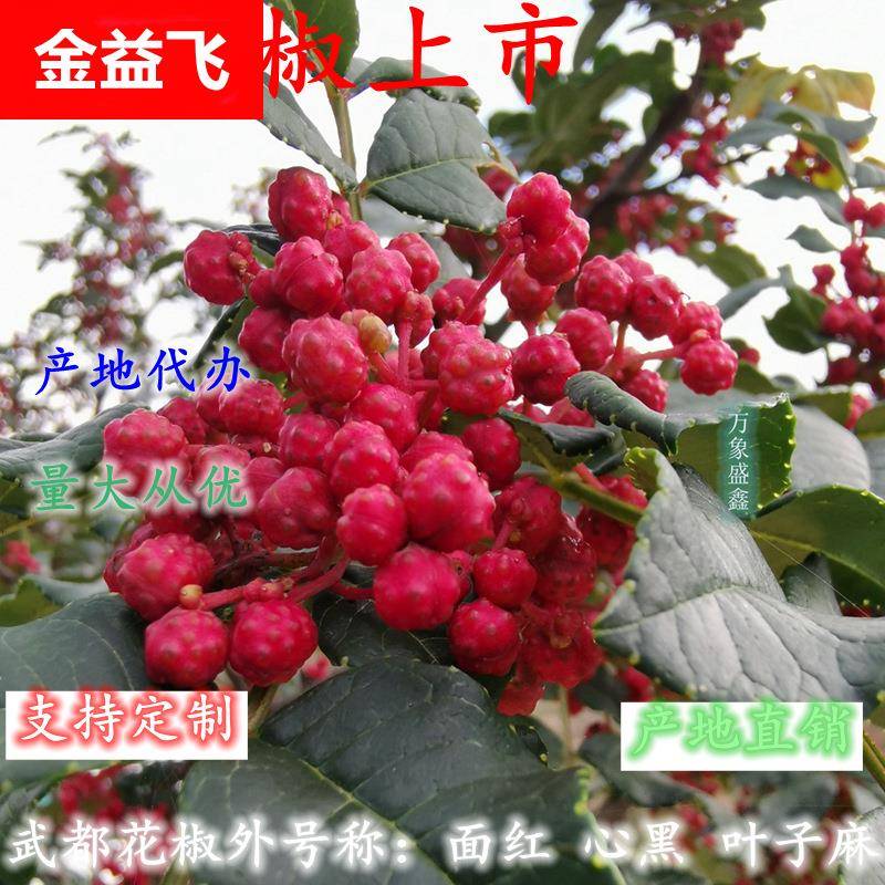 武都大红袍花椒麻椒伏椒红花椒粒油椒不掺其他品种花椒纯货