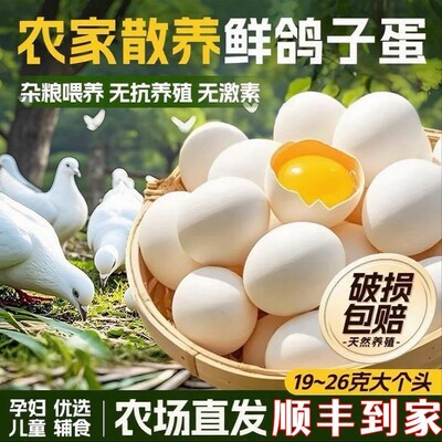 农家散养鲜鸽蛋无抗大个头包赔