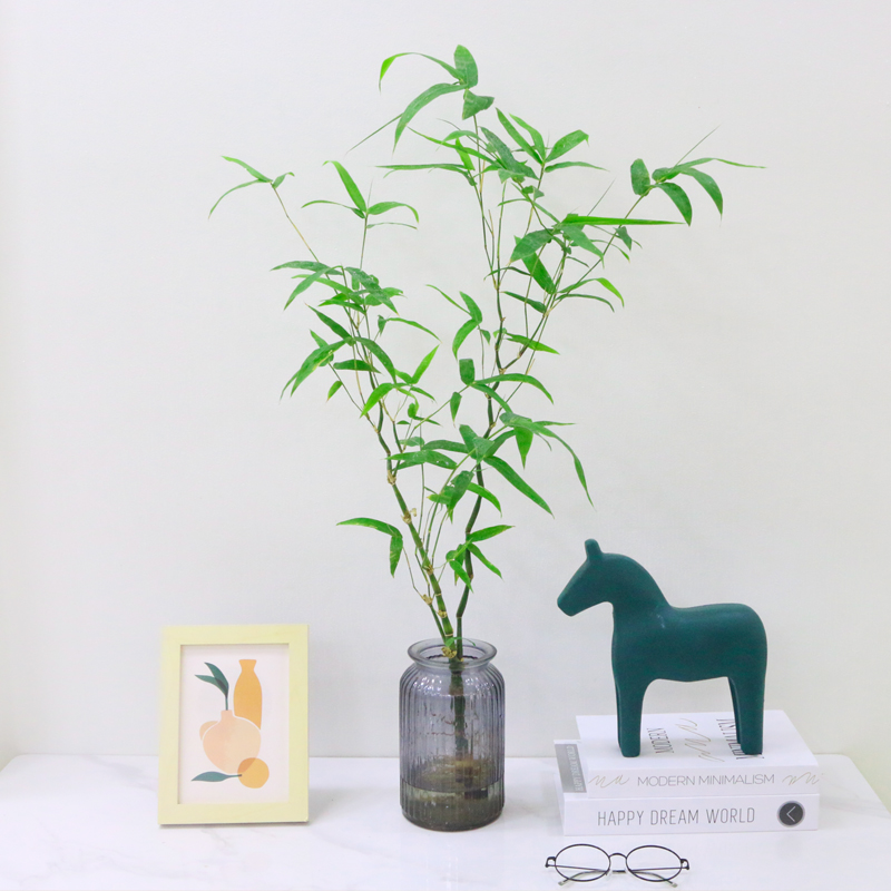 水培植物佛肚竹老桩盆栽室内桌面好养绿植竹子四季常青富贵竹米竹