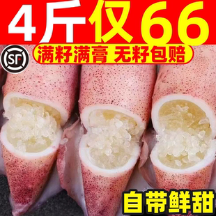 籽乌海兔子满籽全母带籽鲜活墨鱼仔小鱿鱼笔管鱼笔管鱿海鲜水产