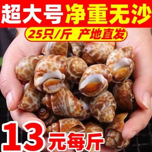 花螺鲜活海螺新鲜特大号海鲜水产鲜活特大鲜冻东风螺花螺冷冻贝类