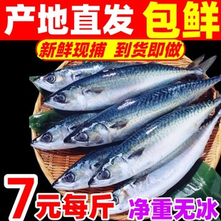 鲐鲅鱼新鲜青占鱼鲜活冷冻整箱海鲜水产马鲛鱼鲭鱼燕青鱼鲅鱼10斤