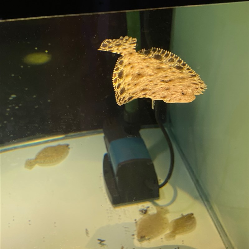 溪流原生淡水比i目鱼花鲆原生缸底层躲沙扁鱼钻沙鱼水底坦克