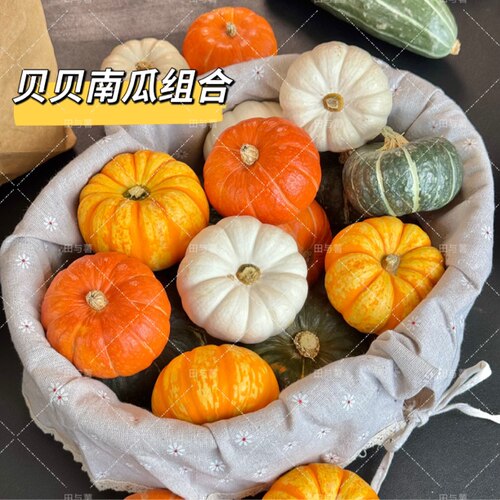 南瓜组合·奶油贝惠和一号红贝贝