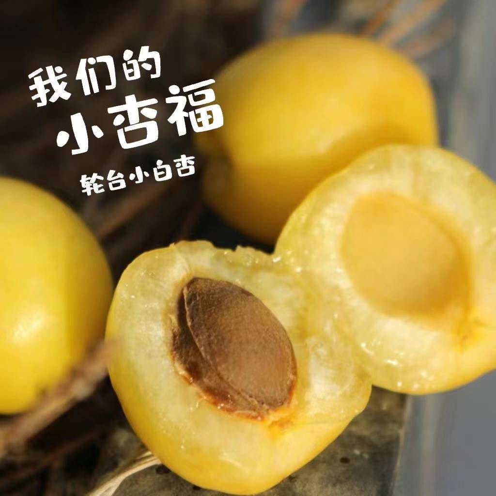 新疆轮台小白杏新鲜水果库车白吊干杏甜杏子当季新疆直发顺丰包邮