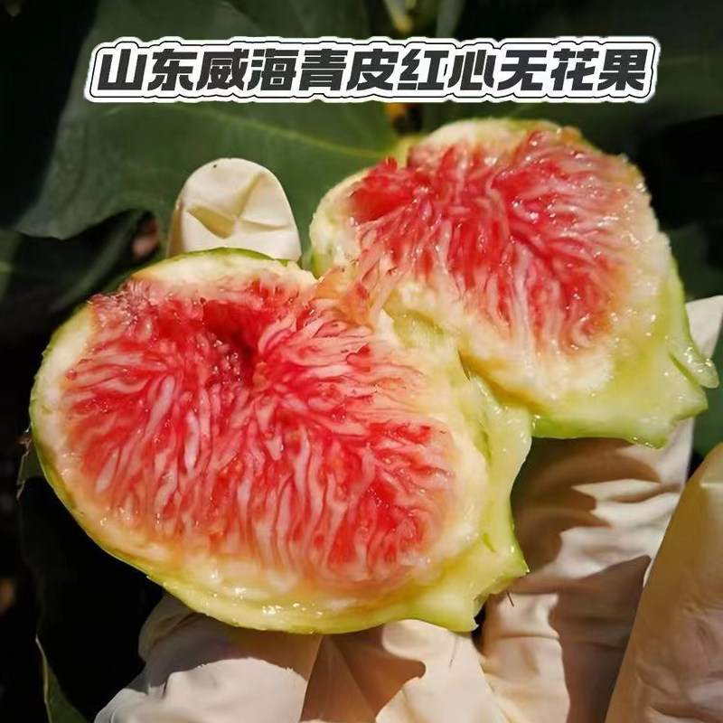 山东威海青皮无花果新鲜水果头茬软糯红心无花果糖包子顺丰包邮