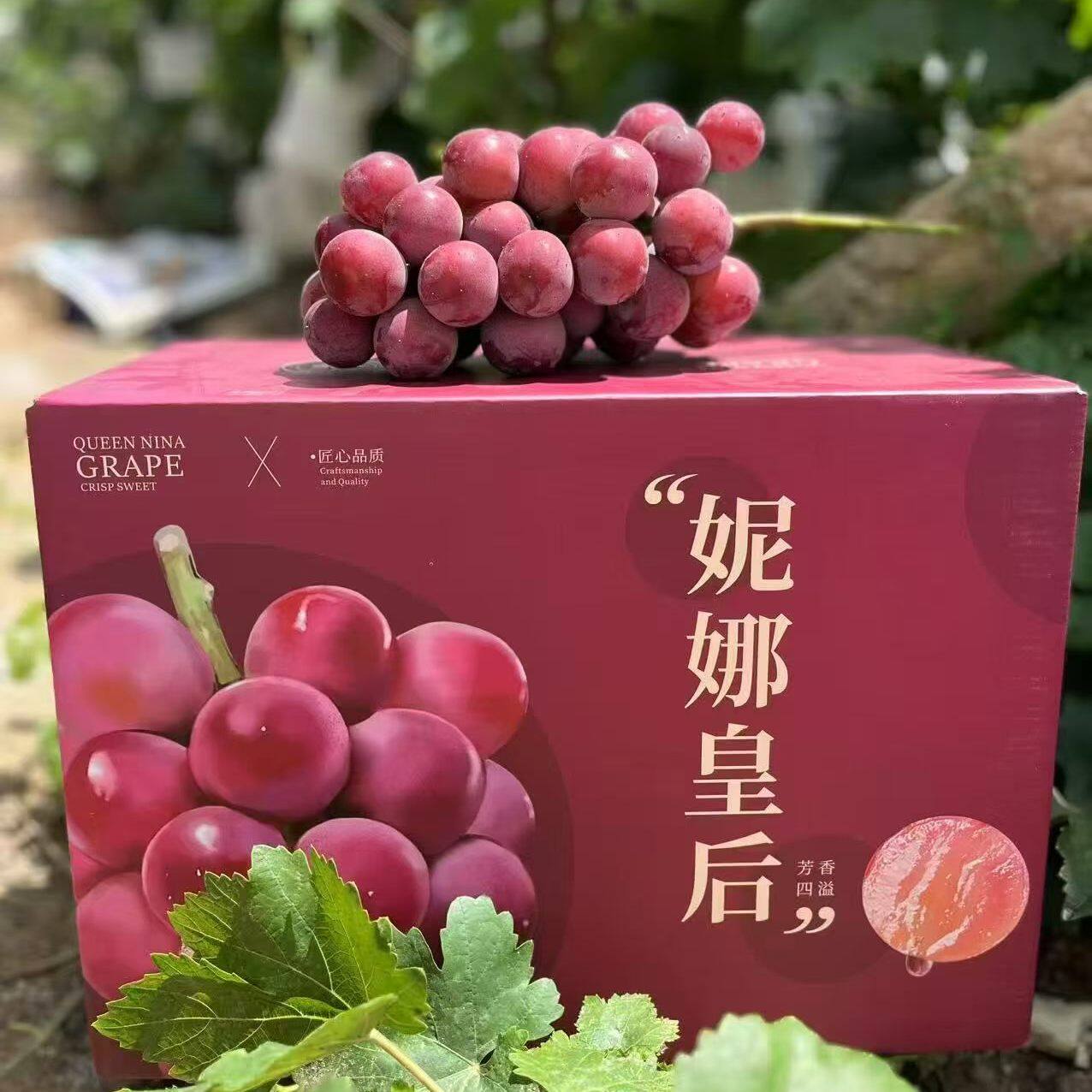 云南宾川妮娜皇后新鲜当季红提无籽红宝石浓郁酒香葡萄顺丰包邮