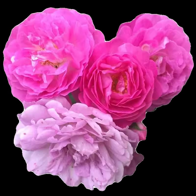 庭院爬藤少刺蔷薇花苗七姐妹粉白色重瓣藤本爬墙攀缘植物四季花卉