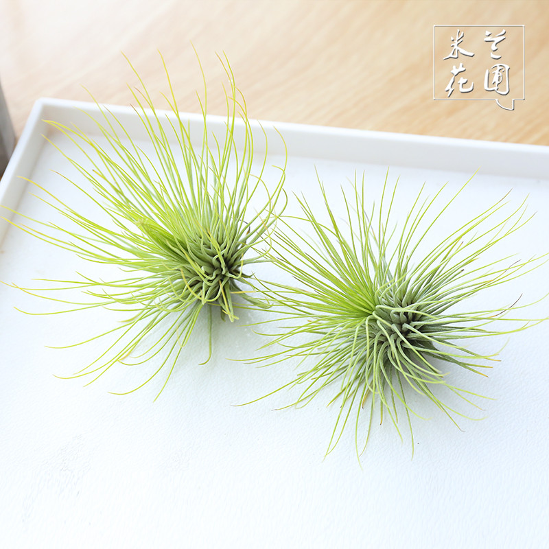 办公室内四季花卉空气凤梨无土植物宝石观叶植物绿植盆栽