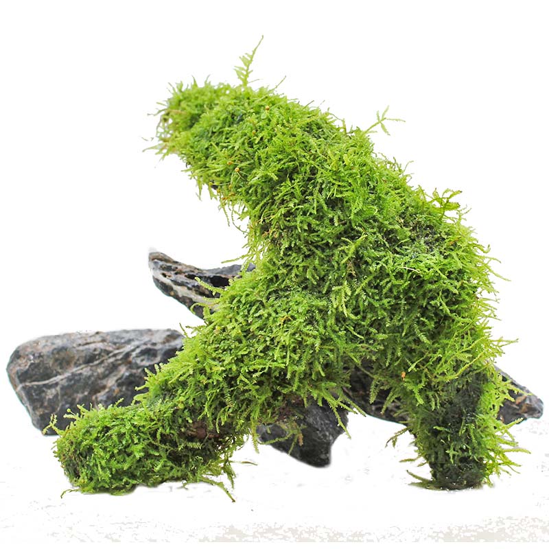 鱼缸新手植物莫斯沉木水草一体组合三角慕斯树草缸造景装饰看图选
