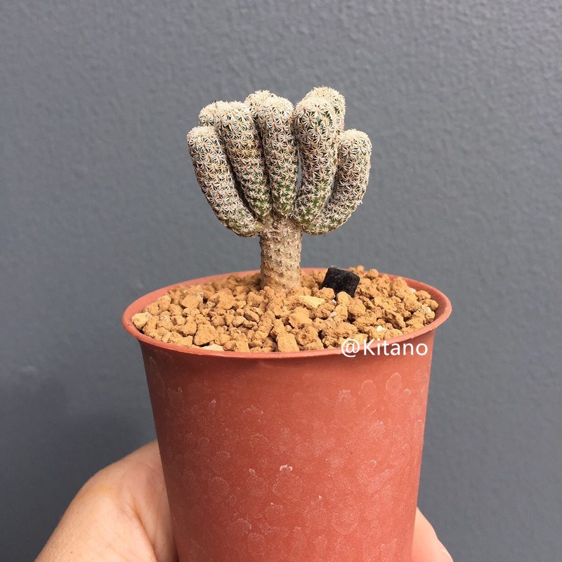 迷你牧师仙人球实生娇丽属 细条型趣味多肉植物室内桌面小盆栽