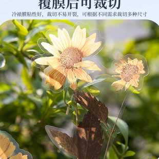 古德冷裱膜自粘塑封膜手工冷表膜a4光面大头贴照片相片保护膜自封